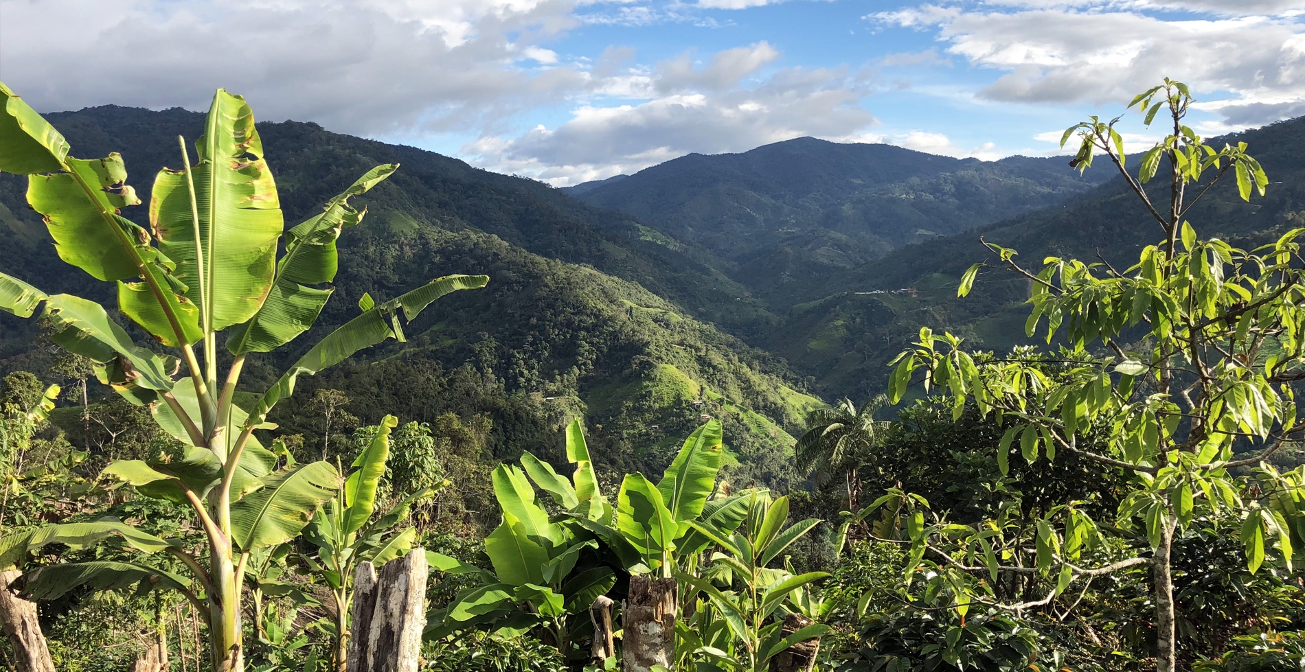 The Coffee Officina La Osa Peru Single Origin