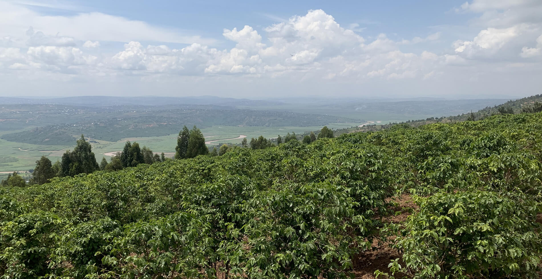 The Coffee Officina KCRS Women producers Rwanda 2022 Single Origin