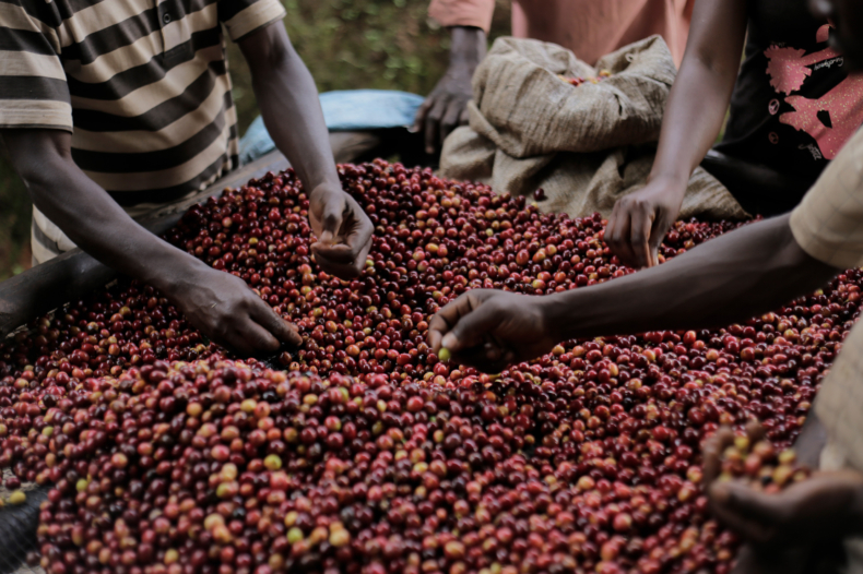 The Coffee Officina Kigina Hill Lot 17 Burundi Single Origin